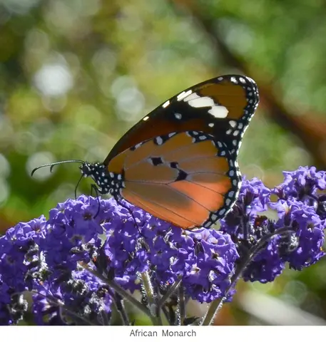 Garden Safari, Wildlife