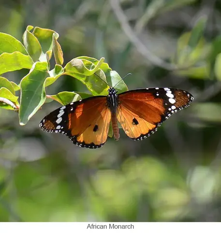 Garden Safari, Wildlife