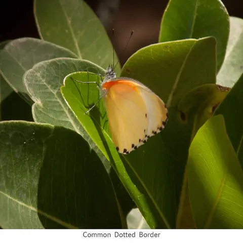 Garden Safari, Wildlife