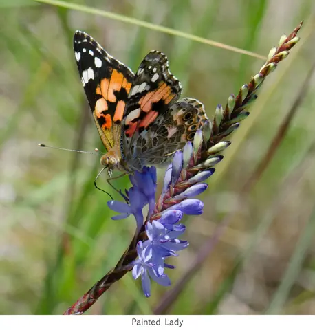 Garden Safari, Wildlife