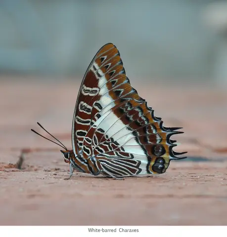 Garden Safari, Wildlife
