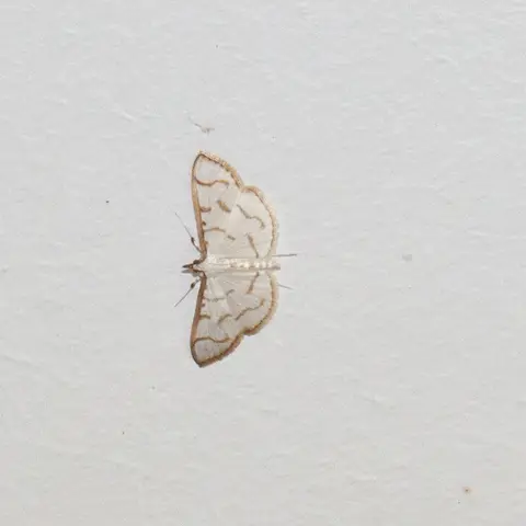 Unidentified moth