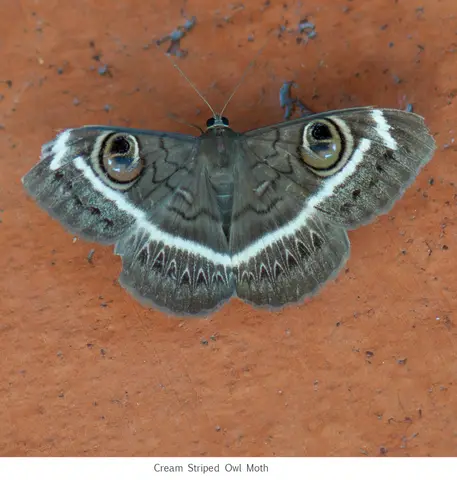 Cream striped Owl moth