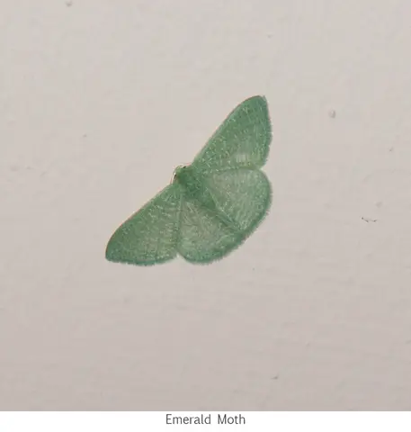 Emerald Moth
