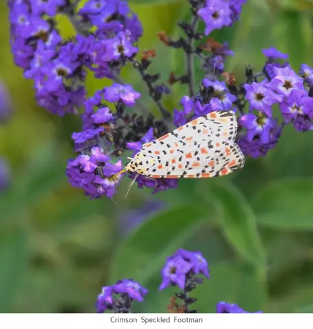 Garden Safari, Wildlife