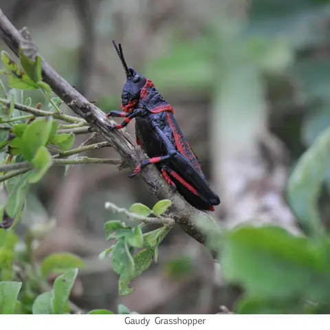 Garden Safari, Wildlife
