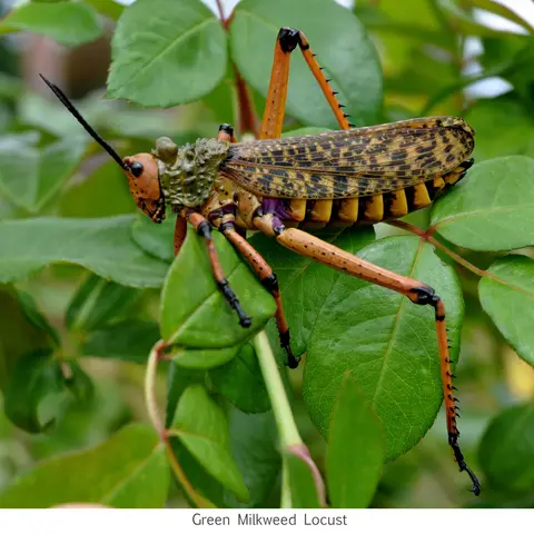 Garden Safari, Wildlife