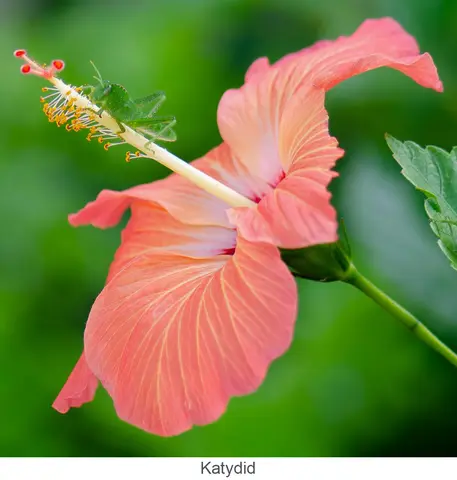 Garden Safari, Wildlife