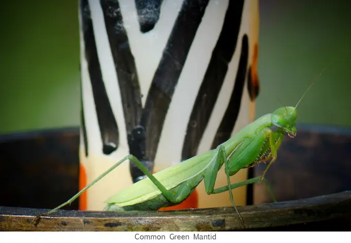Garden Safari, Wildlife