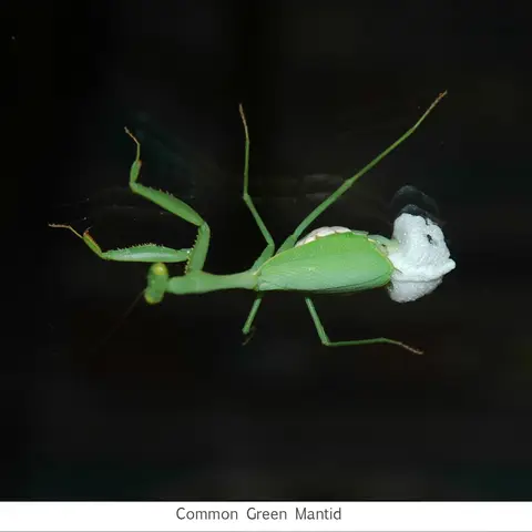 Garden Safari, Wildlife