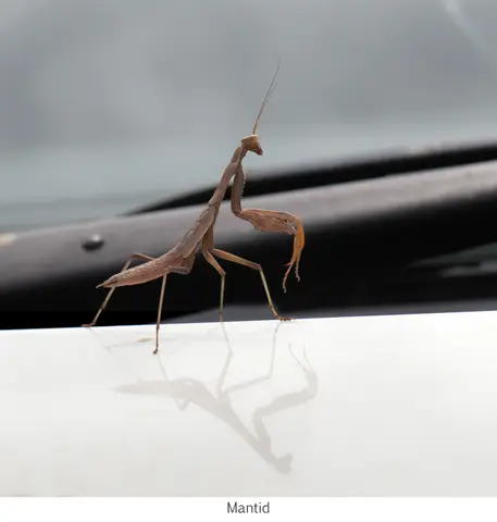 Garden Safari, Wildlife
