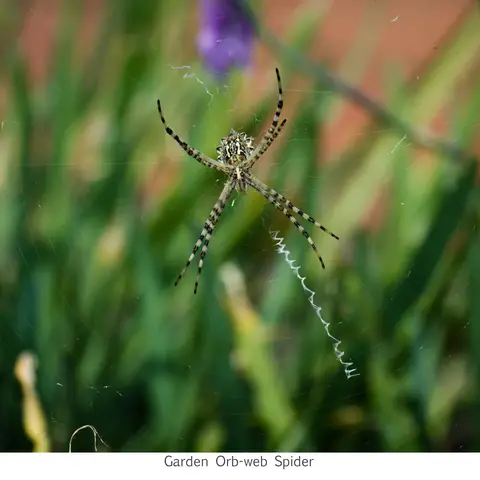 Garden Safari, Wildlife