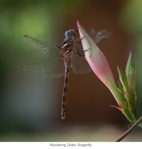 Garden Safari, Wildlife
