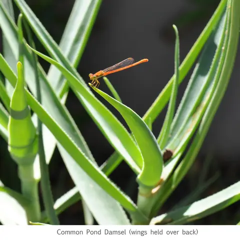 Garden Safari, Wildlife