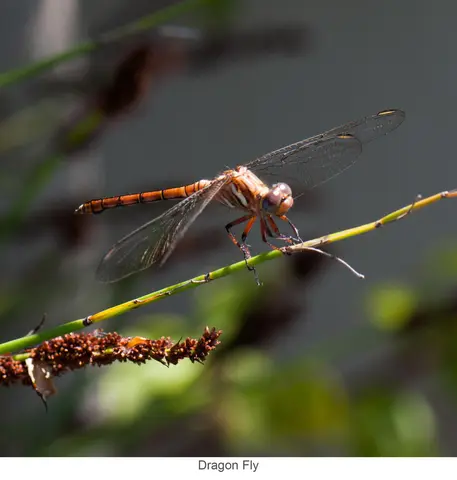 Garden Safari, Wildlife