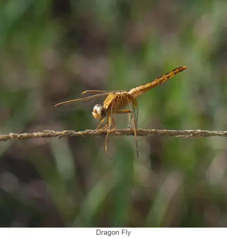 Garden Safari, Wildlife
