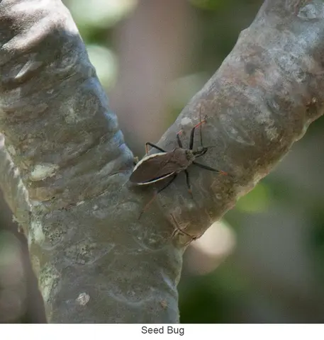 Garden Safari, Wildlife