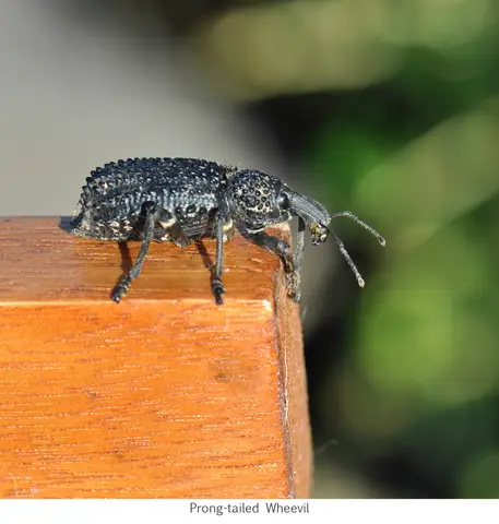 Garden Safari, Wildlife