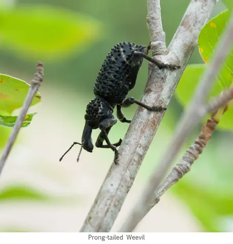 Garden Safari, Wildlife