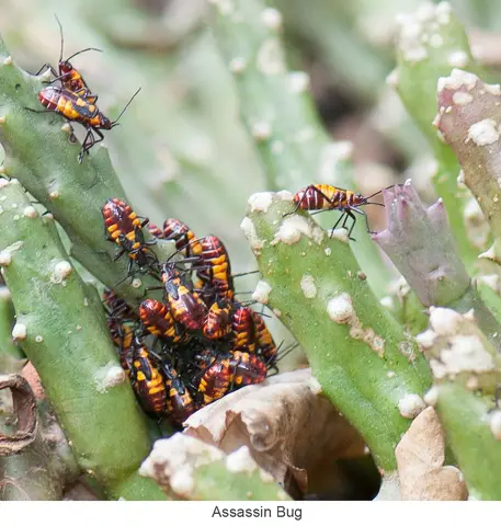 Garden Safari, Wildlife