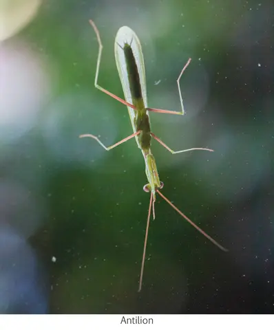 Garden Safari, Wildlife