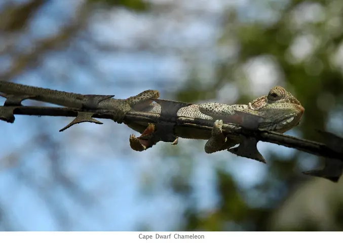 Garden Safari, Wildlife