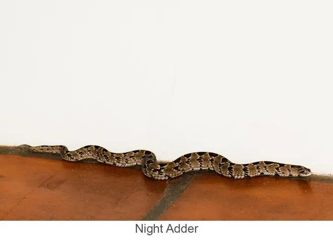 Garden Safari, Wildlife