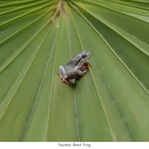 Garden Safari, Wildlife