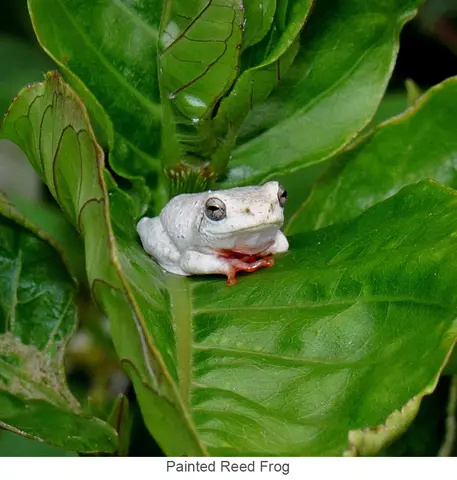 Garden Safari, Wildlife