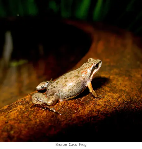 Garden Safari, Wildlife