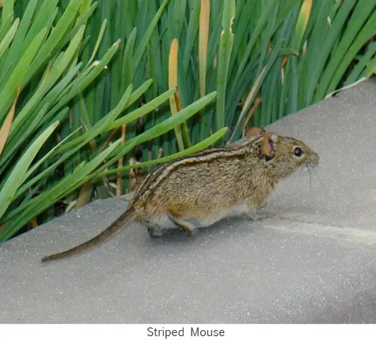 Garden Safari, Wildlife