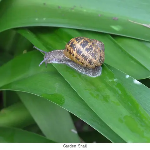 Garden Safari, Wildlife